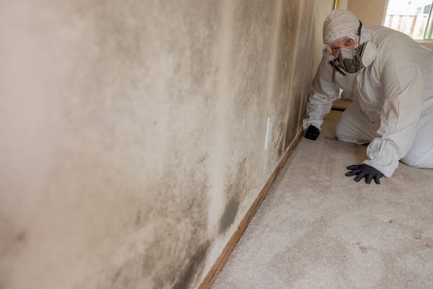 Mold Removal for HVAC Installations in Fremont, MI